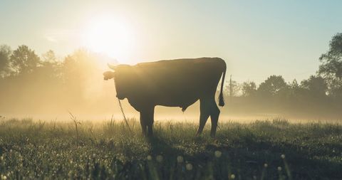 Misty Sunrise Cow Silhouette Standing on Dewy Pasture with Golden Backlight