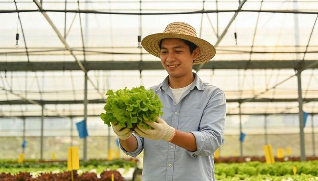 Smiling worker holding fresh lettuce inside high-tech greenhouse harvest concept organic