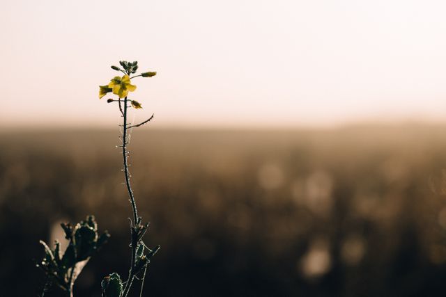 Lone Yellow Flower in a Morning Field with Dew - Download Free Stock Images Pikwizard.com