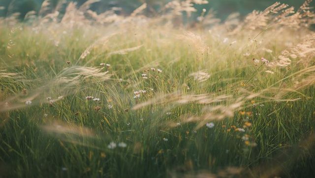 Sunlit Meadow with Swaying Grasses and Wildflowers in Morning Light