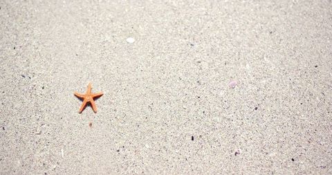 Solitary Starfish on Sandy Beach With Copy Space Evoking Serenity - Download Free Stock Images Pikwizard.com