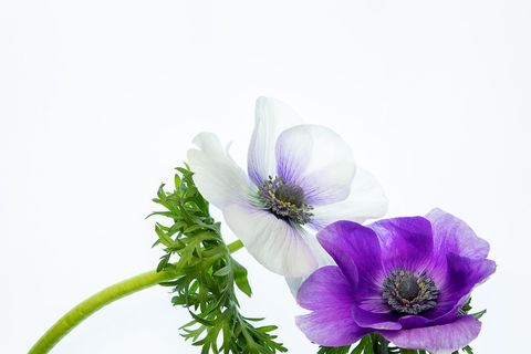 Two vibrant anemone flowers showcasing graceful beauty against white