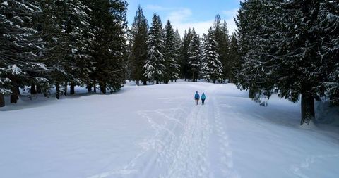 Couple Walking in Peaceful Snowy Winter Forest - Download Free Stock Images Pikwizard.com