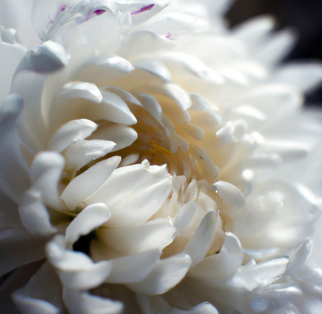 Close up of white chrysanthemums with multiple petals on black background. Flowers, nature and harmony concept.