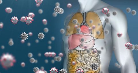 Human anatomy model with virus cell interaction