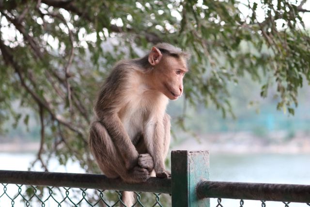 Monkey sitting on metal fence surrounded by trees, appears deep in thought. Ideal for projects related to wildlife, nature conservation, zoo advertising, animal behavior studies, and educational materials highlighting primate intelligence and emotions.