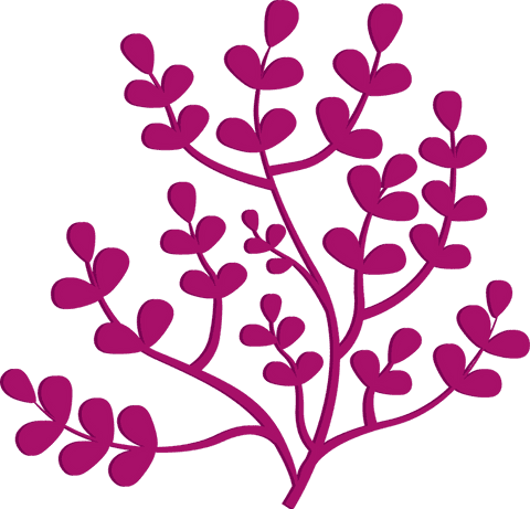 botanical plant with magenta leaves on transparent background - Download Free Stock Videos Pikwizard.com