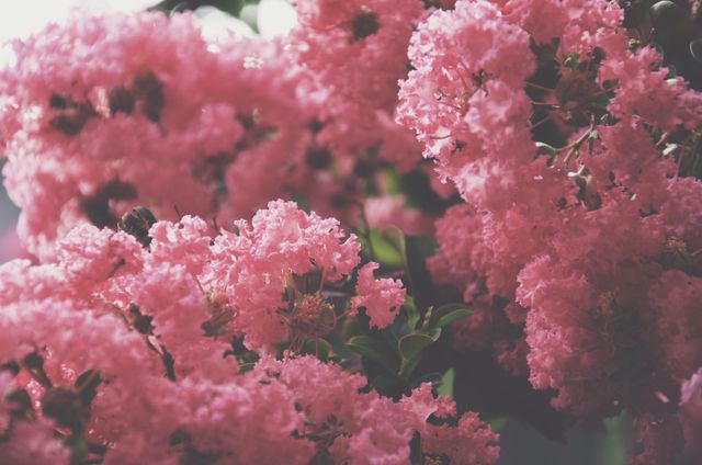 Capturing the beauty of pink crape myrtle flowers in full bloom, this image is perfect for use in gardening blogs, floral designs, nature-themed projects, and as a background for phones or presentations.