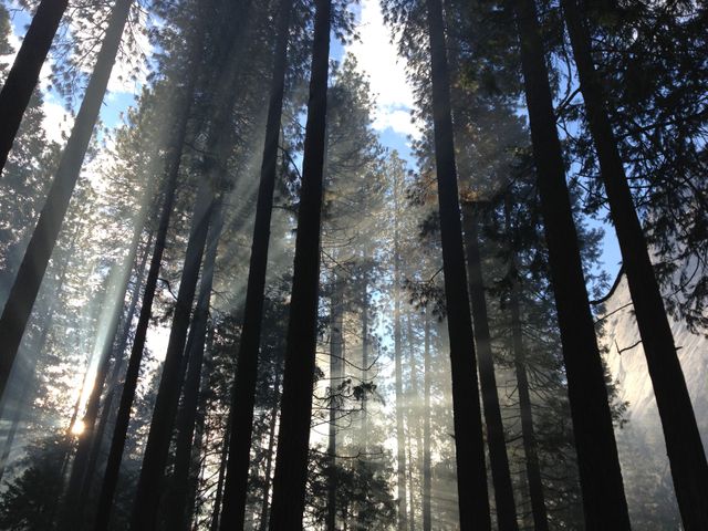 Sunlight Streaming Through Forest Trees in Morning Mist - Download Free Stock Photos Pikwizard.com