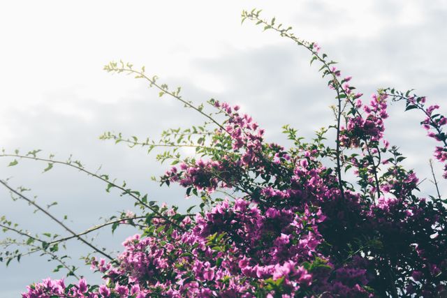 This visually striking image of a purple bougainvillea in full bloom set against a cloudy sky can be used for various purposes such as gardening blogs, nature-themed websites, floral posters, ecological project brochures, garden event invitations, or floral-themed publications.