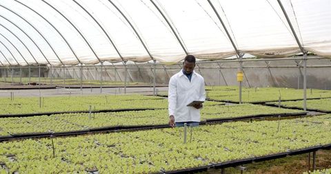 Agricultural scientist inspecting hydroponic plants in greenhouse