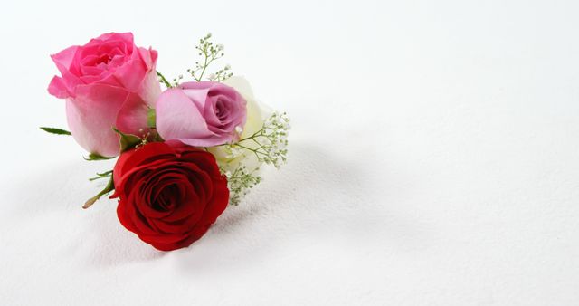 Triple rose bouquet featuring red and pink roses with baby's breath on a white background. Ideal for use in romantic contexts, wedding invitations, home decor, floral arrangements, or greeting cards.