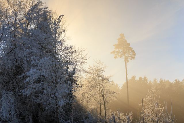 Golden sunrise lighting up a foggy winter forest with frost-covered trees. Sunlight filtering through the mist creates a tranquil, scenic atmosphere, perfect for portraying serenity and natural beauty. Ideal for use in seasonal calendars, nature publications, outdoor adventure blogs, and environmental campaigns.