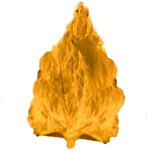 Transparent golden autumn leaf illustration for seasonal design