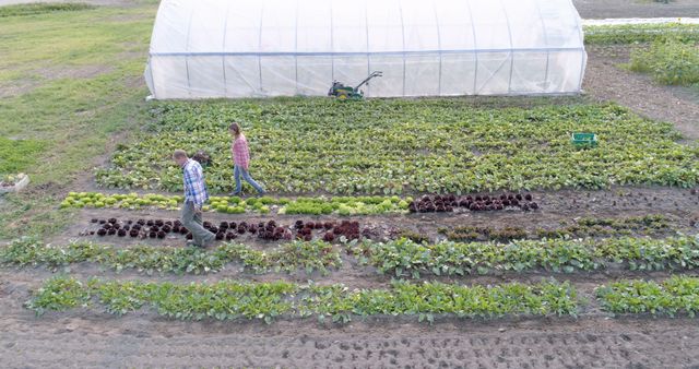 Aerial view of a Caucasian middle-aged man and woman tending to a variety of crops in a field, with a greenhouse in the background. Their work in sustainable agriculture showcases the importance of local farming and food production.