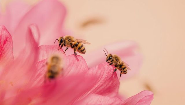 Macro honey bees collecting pollen on pink flower petals with soft pastel bokeh