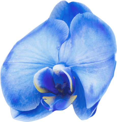 transparent blue orchid detailed close-up - Download Free Stock Videos Pikwizard.com