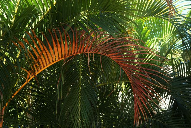 Colorful palm frond amid lush tropical foliage - Download Free Stock Photos Pikwizard.com