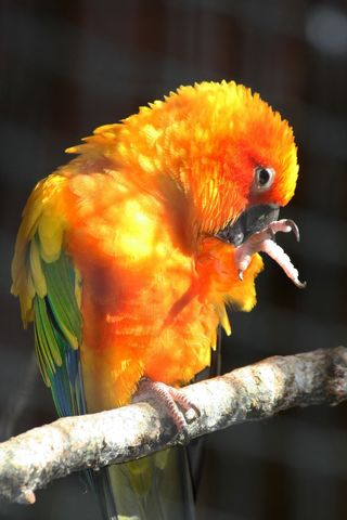 Sun conure preening on branch with vibrant orange, yellow and green feathers