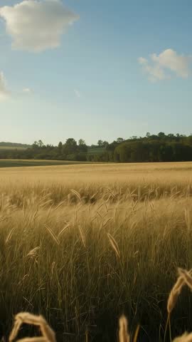 Vertical video showing golden wheat swaying in gentle wind across farmland with distant tree line