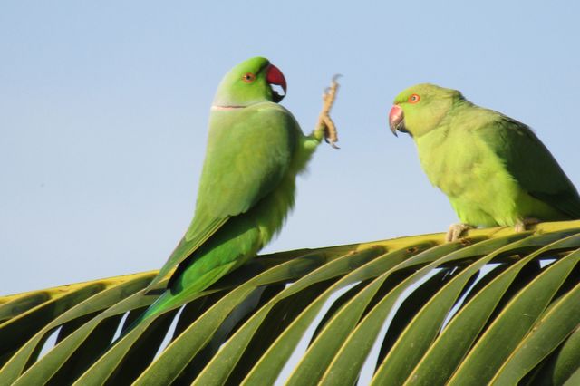 Green parakeets interacting while perched on a palm frond against a clear blue sky. Suitable for nature and wildlife projects, educational materials, environmental awareness campaigns, tropical or exotic bird-themed content.