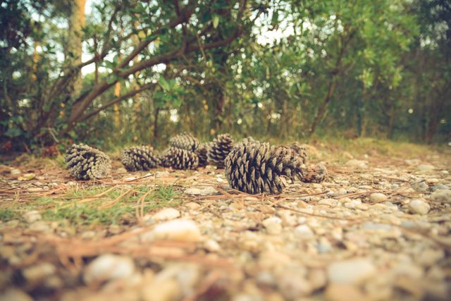 Pine cones scattered on a forest floor with a backdrop of green trees and shrubs. The image captures a tranquil outdoor setting in autumn, showcasing the beauty of natural wilderness. Ideal for use in nature blogs, websites about forestry and animals, environmental campaigns, and eco-friendly product advertisements.