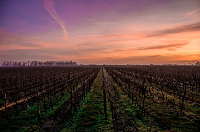 Sunset Over Vineyard with Rows of Bare Grapevines - Download Free Stock Photos Pikwizard.com