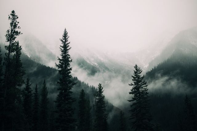 Mist-covered Mountain Range with Pine Trees in Foreground - Download Free Stock Photos Pikwizard.com