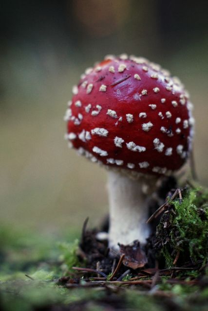 A close-up view of an Amanita mushroom with a red cap and white spots, growing on the forest floor. The vibrant colors and detailed texture make this perfect for educational materials on fungi, nature prints, or themed blogs about the forest ecosystem.