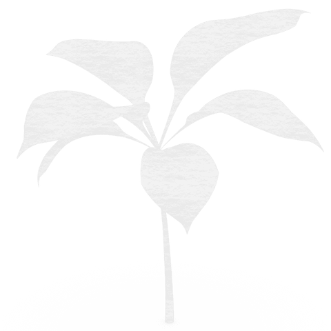 transparent vector plant illustrations for design projects - Download Free Stock Videos Pikwizard.com