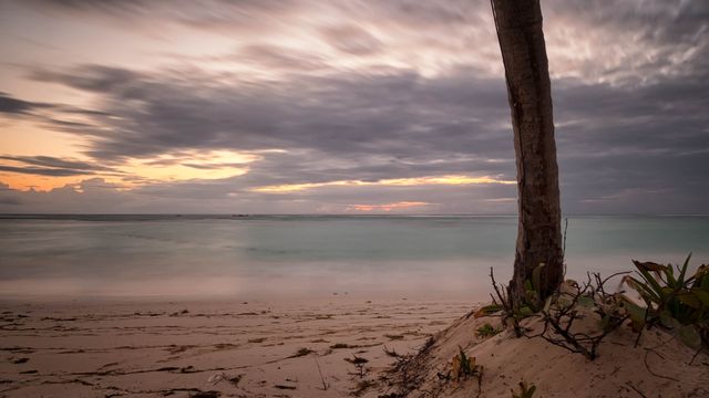 Palm tree and tranquil beach at sunset, with a calm ocean and a cloudy sky creating a serene atmosphere. Ideal for travel brochures, nature-themed backgrounds, vacation advertisements, and relaxation promotions. Can be used to evoke feelings of peace and tranquility in marketing materials.