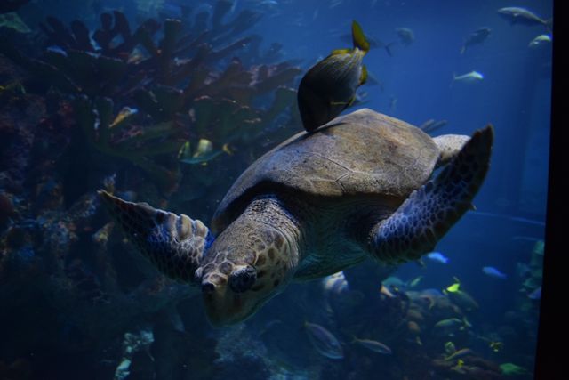 Sea Turtle Swimming Underwater with Fish in Blue Ocean - Download Free Stock Photos Pikwizard.com