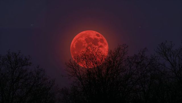 Crimson moon rising behind bare tree silhouettes with luminous haloed surface