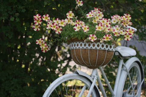Vintage bicycle with blossom-filled basket