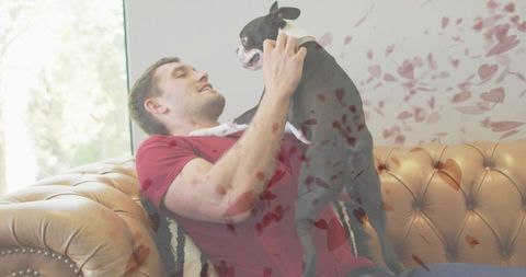 Man cuddling boston terrier on leather sofa with heart overlay and sunlit window