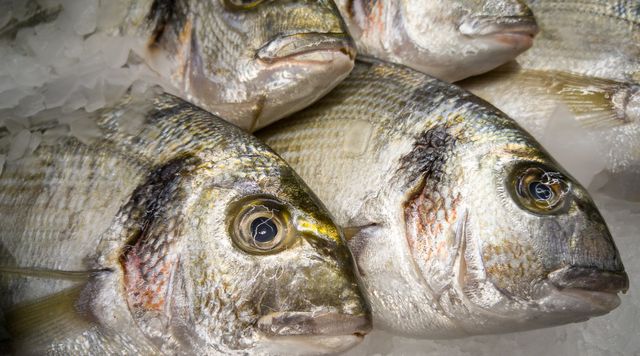 Freshly Caught Dorade Fish on Ice at Seafood Market - Download Free Stock Photos Pikwizard.com