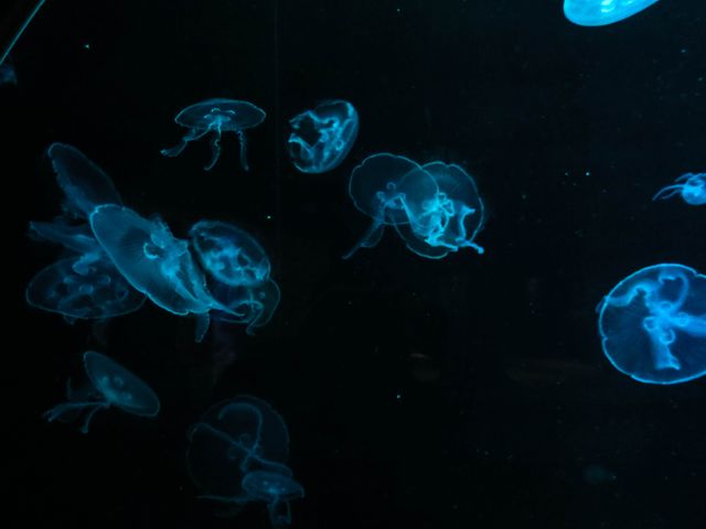 Glowing jellyfish floating gracefully in dark ocean. Suitable for marine biology, aquarium displays, nature documentaries, and underwater wildlife themes.