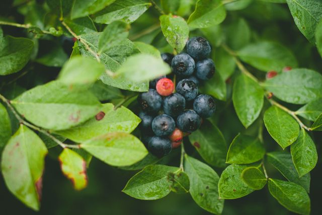 Close-up of blueberries growing among lush green leaves on a bush. Ideal for use in articles about gardening, organic farming, healthy eating, or nature. Great for food blogs, recipe content, and health-related posts.