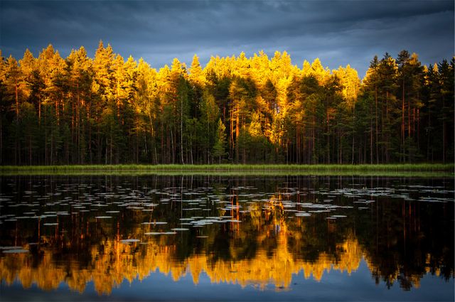 Golden Autumn Trees Reflecting in Calm Lake - Download Free Stock Photos Pikwizard.com
