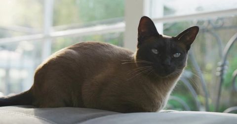 Siamese Cat Relaxing on Grey Bench by Sunlit Glass Door
