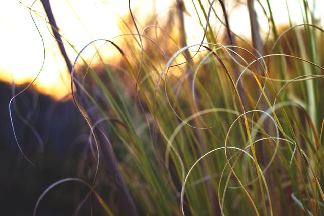 Tall grass blades viewed in the soft, fading evening light. Ideal for nature-themed designs, botanical studies, meditation content or backgrounds emphasizing tranquility and natural beauty.