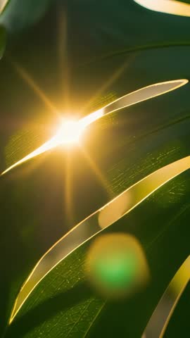 Sunbeam Casting Through Leaf Slit Creating Starburst and Lens Flare Vertical Nature Video