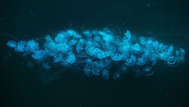 Bioluminescent jellyfish swarm glowing in deep ocean waters