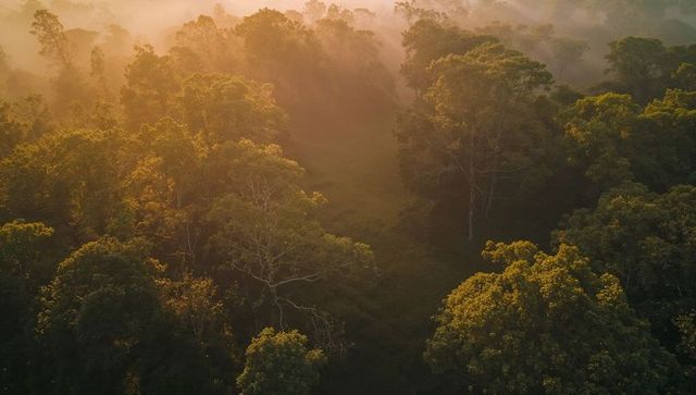 Glowing Misty Broadleaf Canopy at Sunrise Over Remote Woodland Clearing Ethereal Golden Light