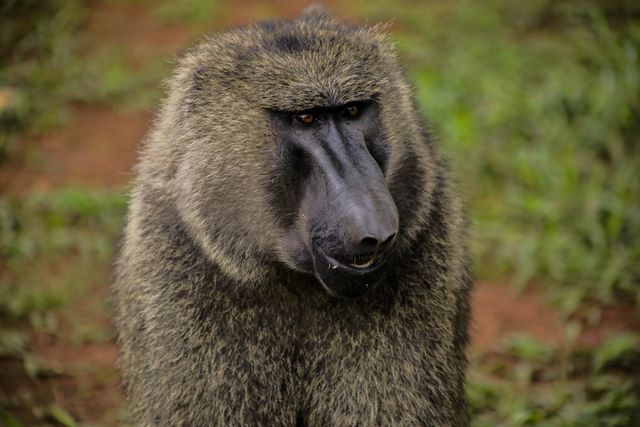 Olive baboon facing the camera, fur blending with green grass background. Useful for documentaries, educational materials, and wildlife conservation campaigns highlighting primate behavior and habitat.