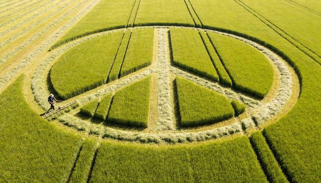 Walking farmer pushing hay frame around peace symbol crop circle in green field