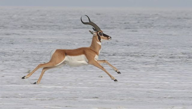 Bounding springbok sprinting across white salt pan with curved horns and distant horizon