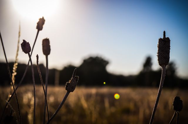Dry plants stand silhouetted against a glowing sunset in a tranquil meadow, showcasing the beauty of nature's simplicity. Ideal for use in nature-themed content, environmental campaigns, or landscape photography collections.