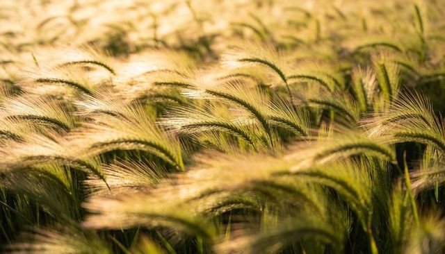 Swaying golden barley heads shimmering in backlit field at low sunlight
