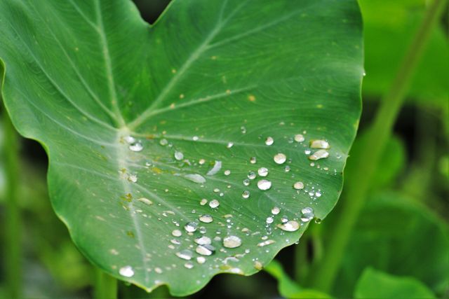 Close-up image of a green lotus leaf with water droplets resting on its surface. This visual conveys elements of purity, freshness, and natural beauty. Ideal for use in nature conservancy, wellness, or tranquility-themed projects, environmental articles, or botanical illustrations.